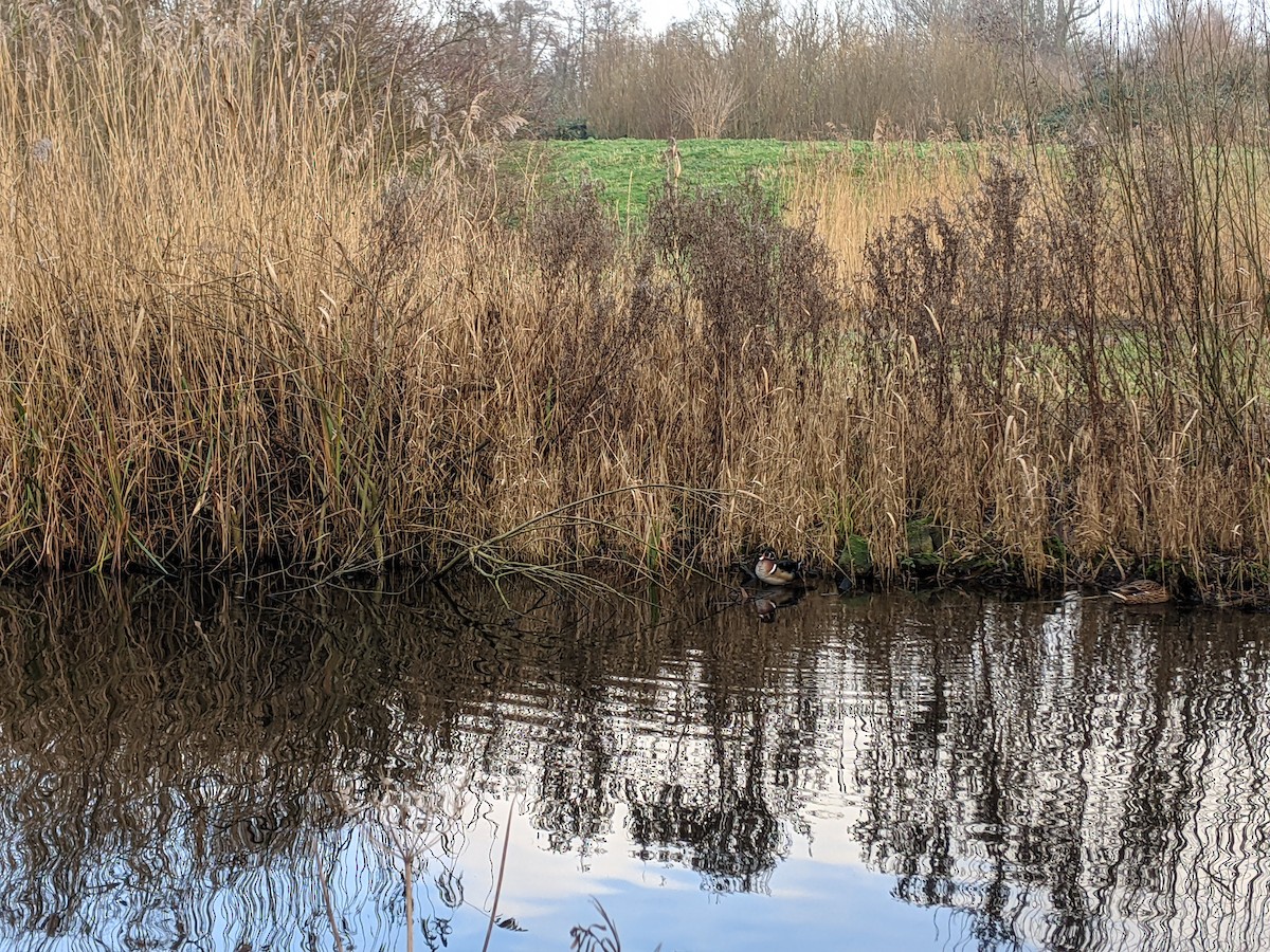 Wood Duck - ML628082175