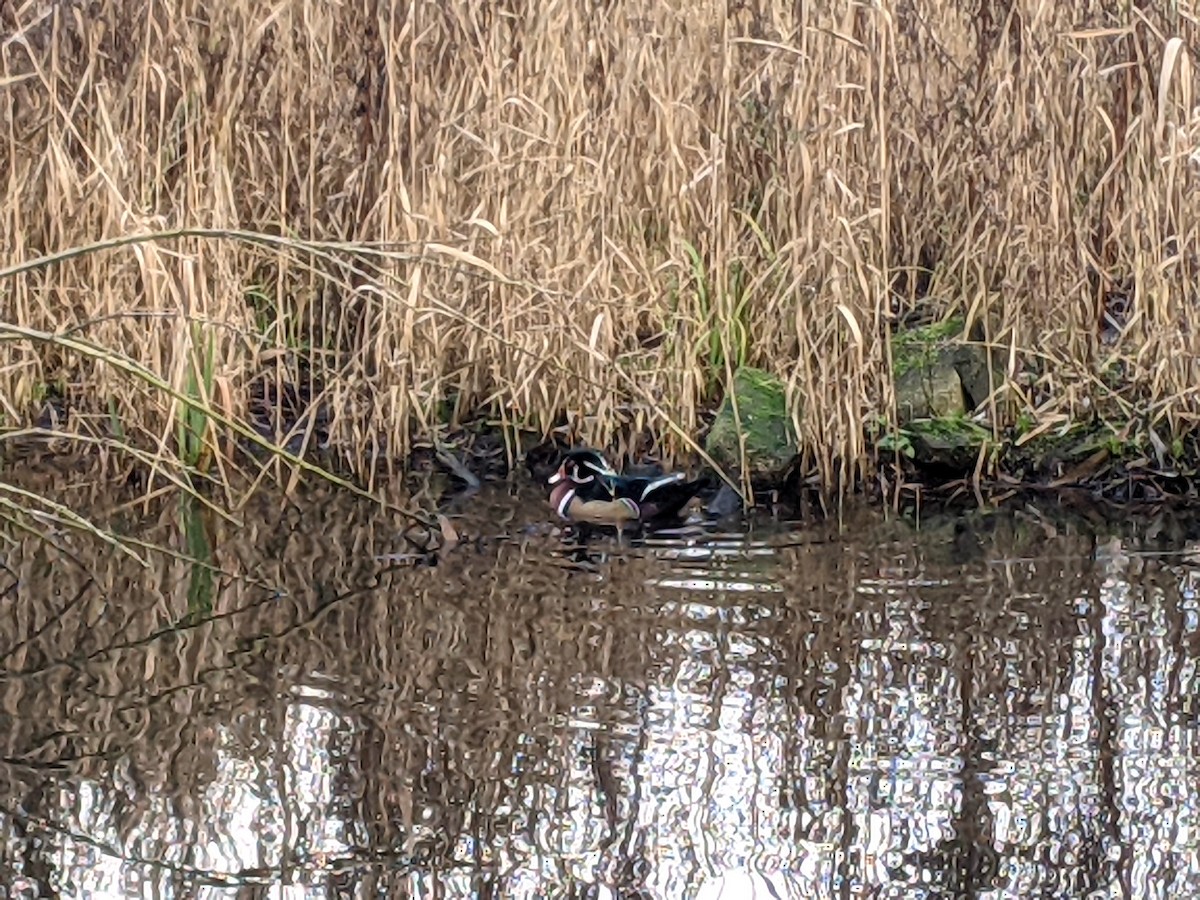 Wood Duck - ML628082179