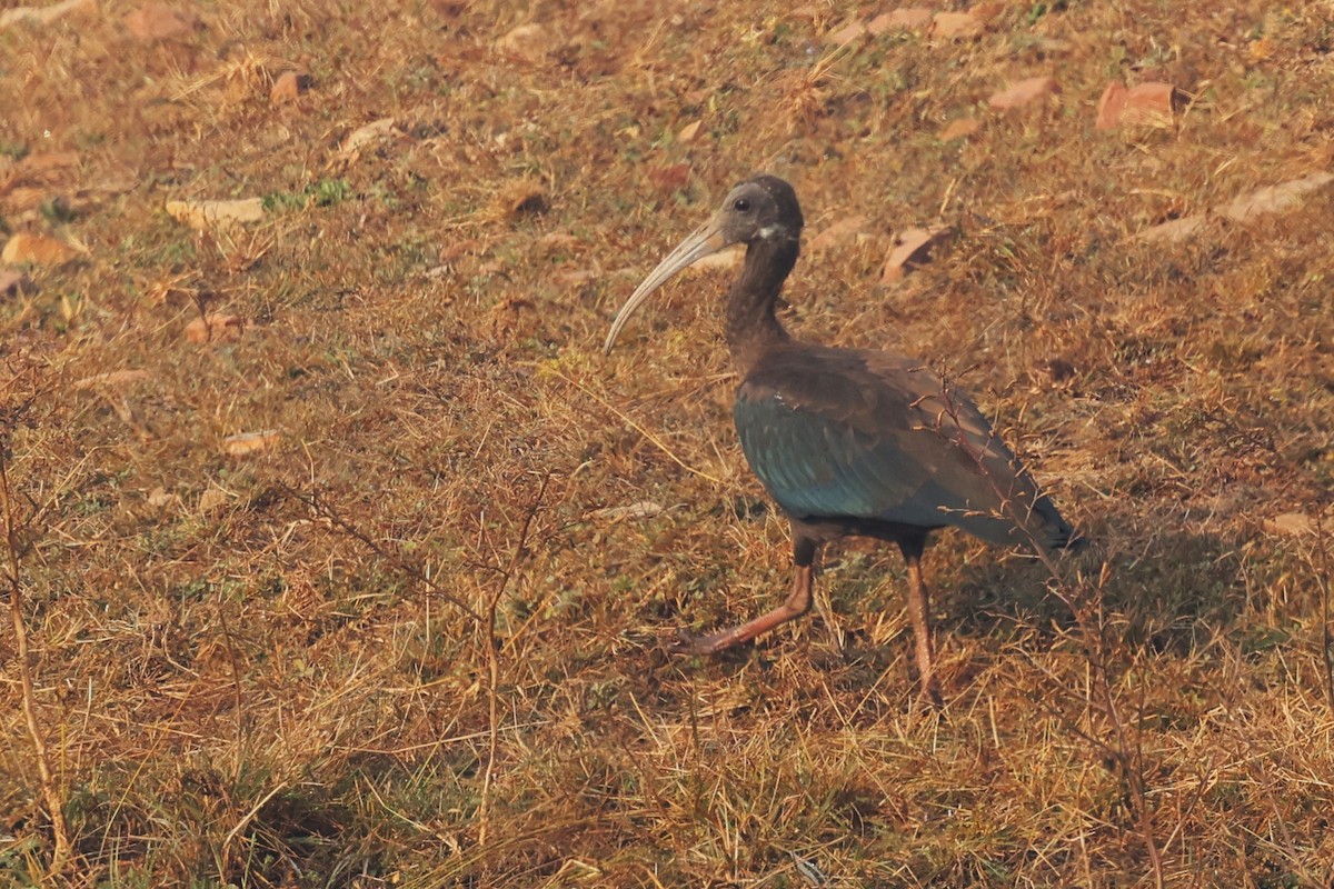 Red-naped Ibis - ML628082210