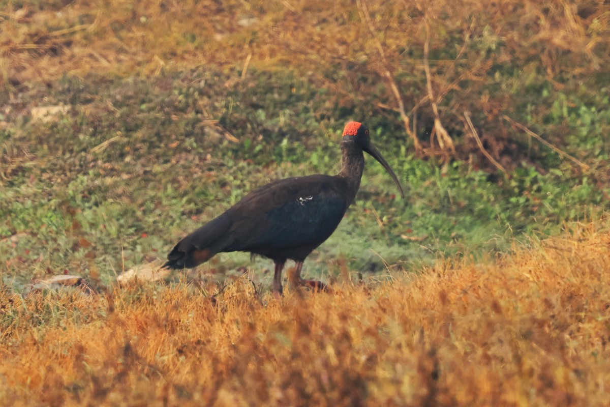 Red-naped Ibis - ML628082211