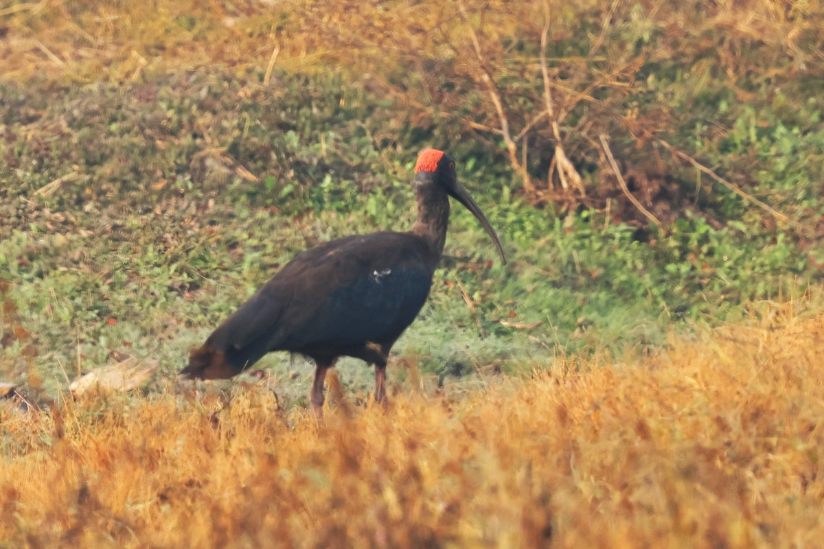 Red-naped Ibis - ML628082212