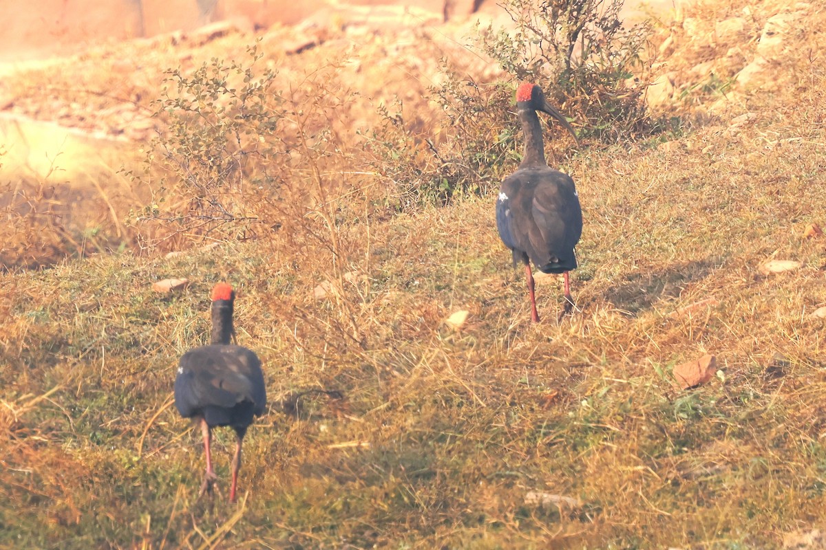 Red-naped Ibis - ML628082213