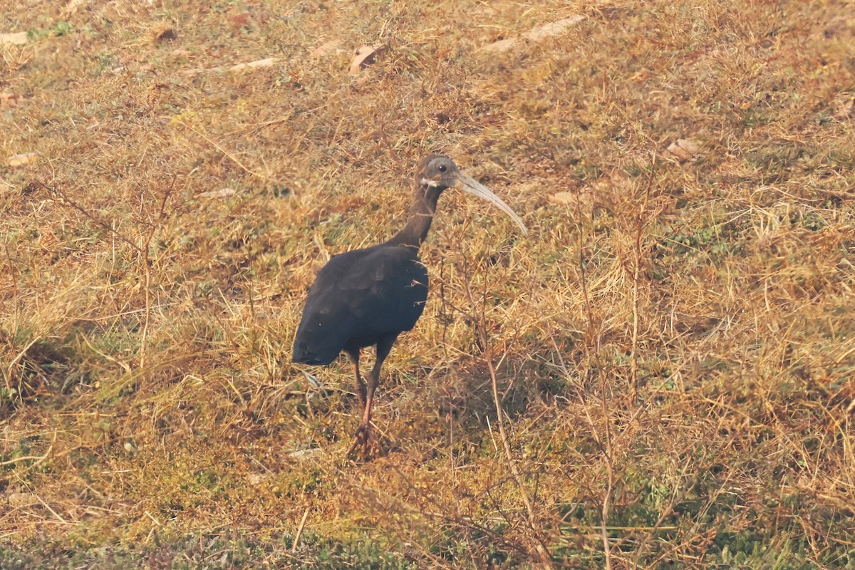 Red-naped Ibis - ML628082214