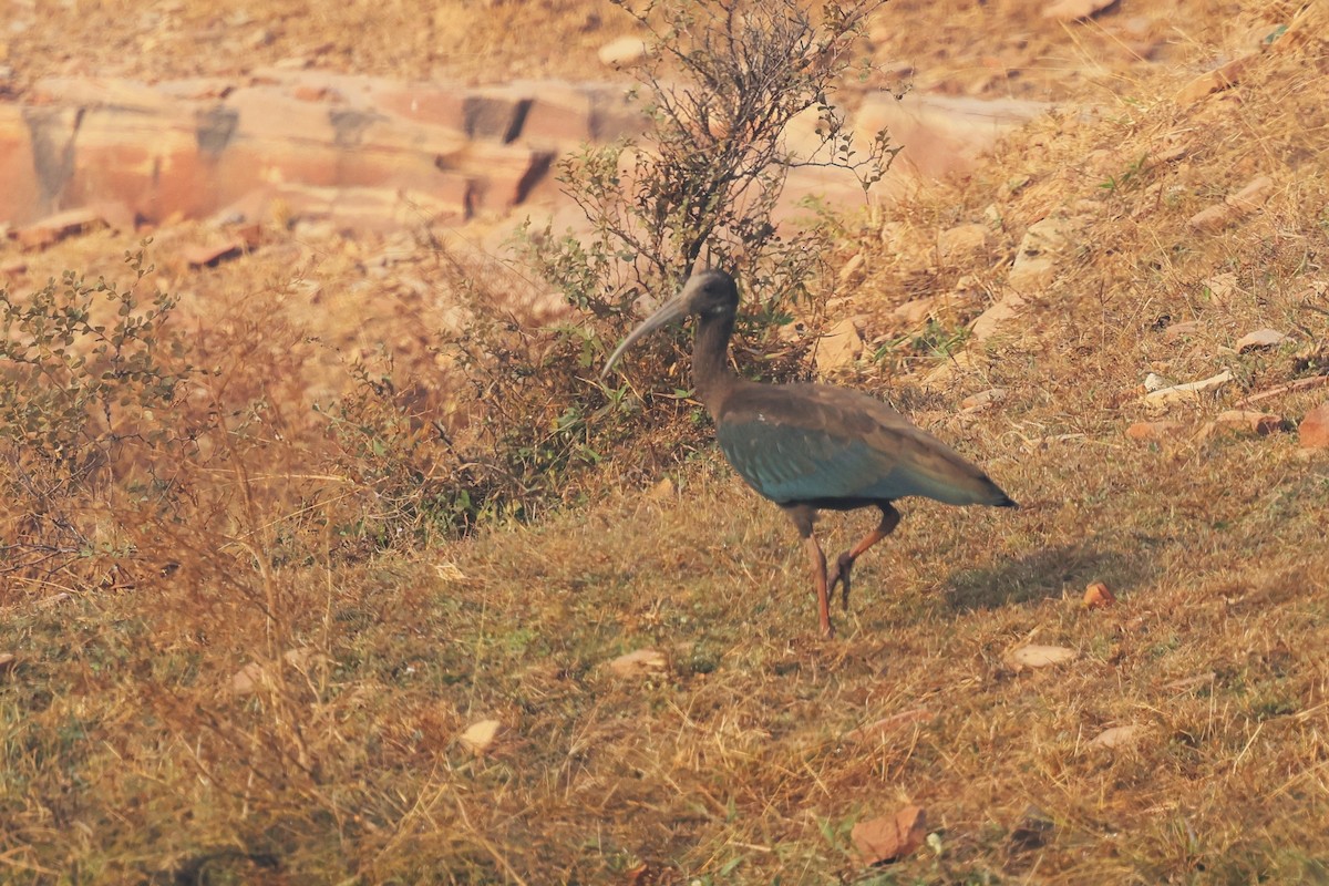 Red-naped Ibis - ML628082215