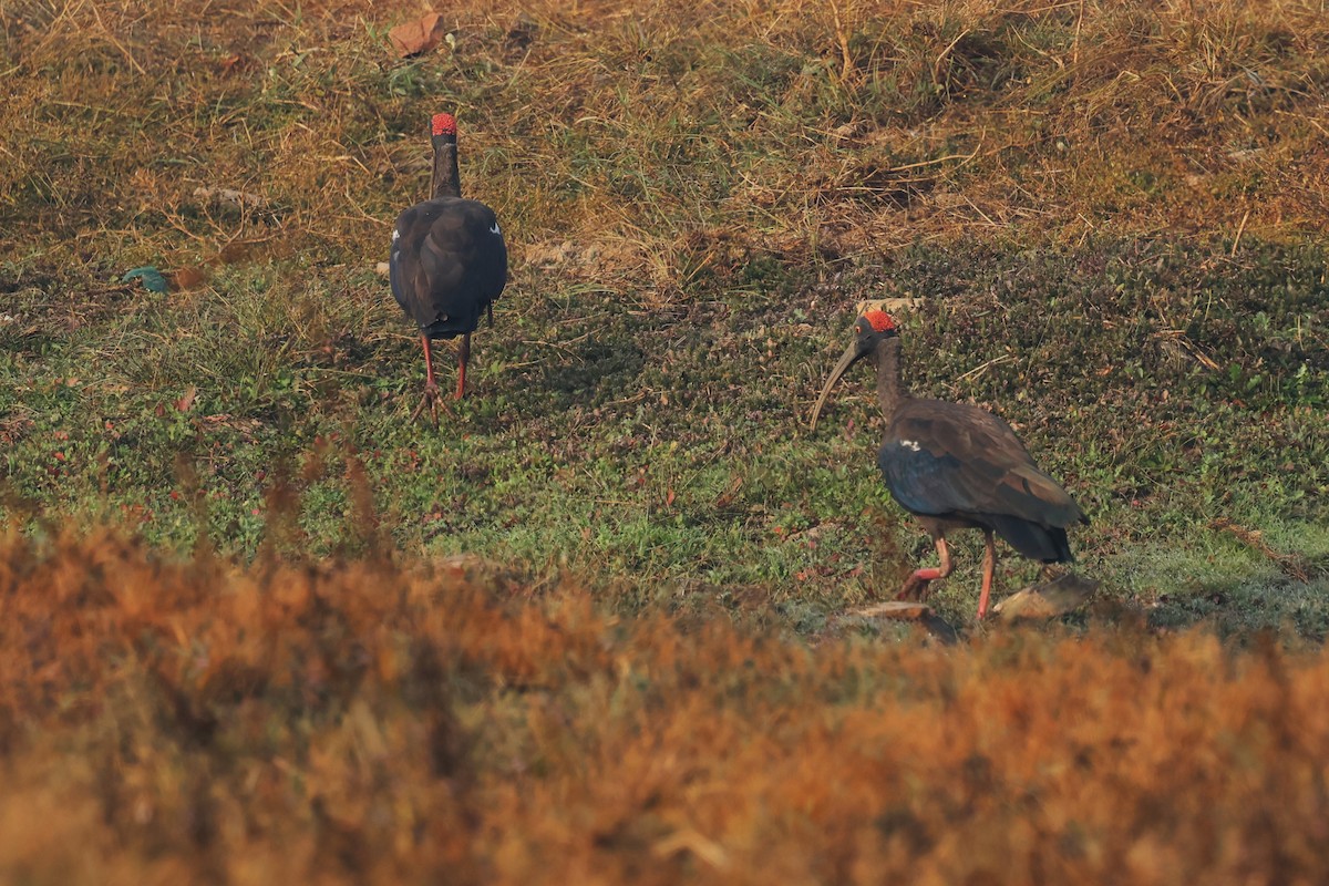 Red-naped Ibis - ML628082216