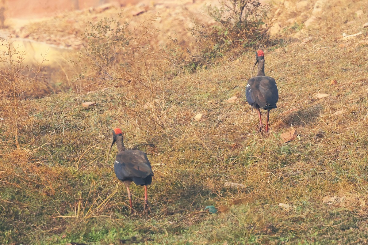 Red-naped Ibis - ML628082217