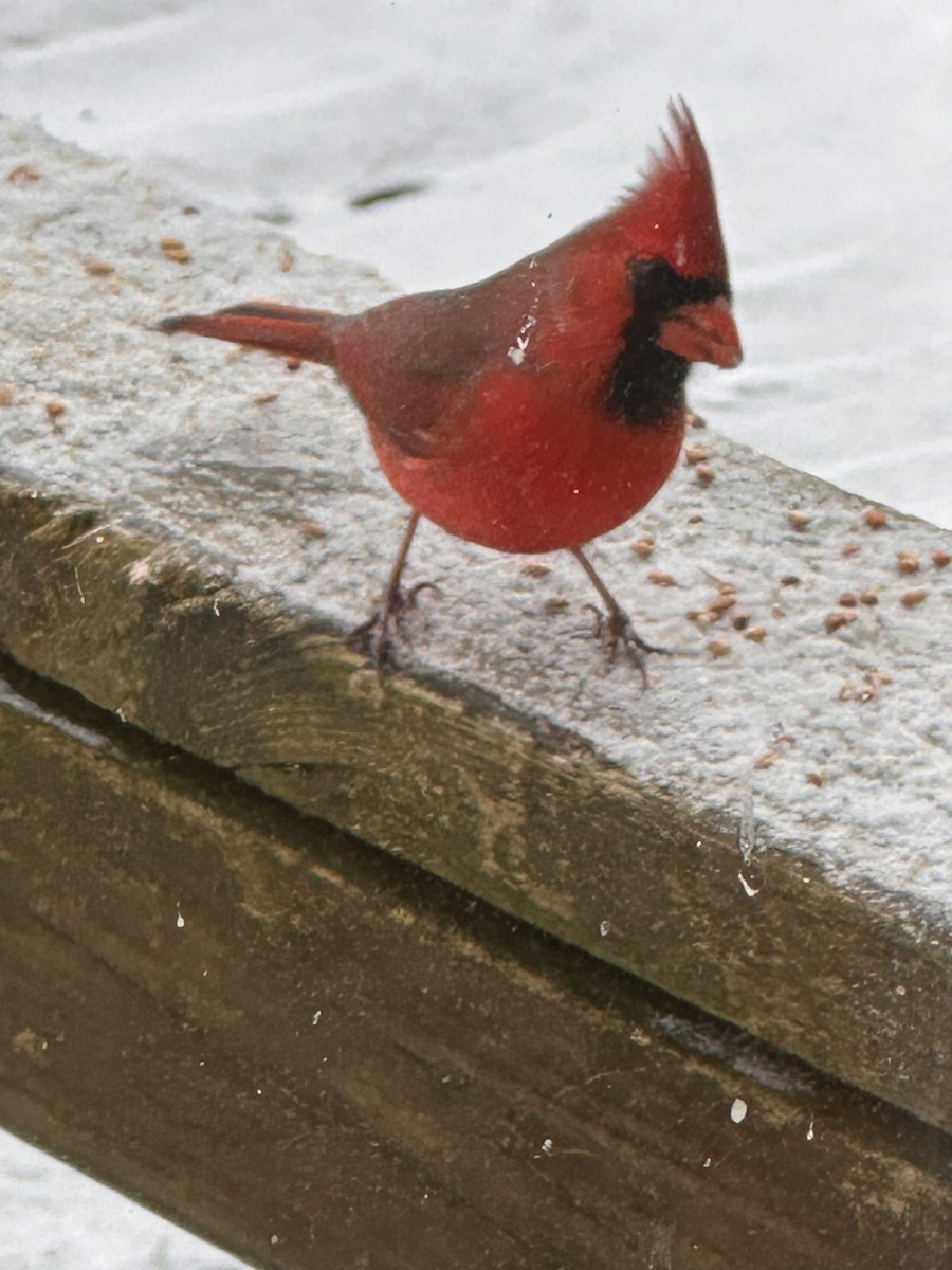 Cardenal Norteño - ML628082355