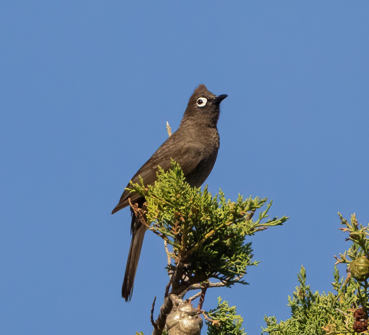 Cape Bulbul - ML628082421