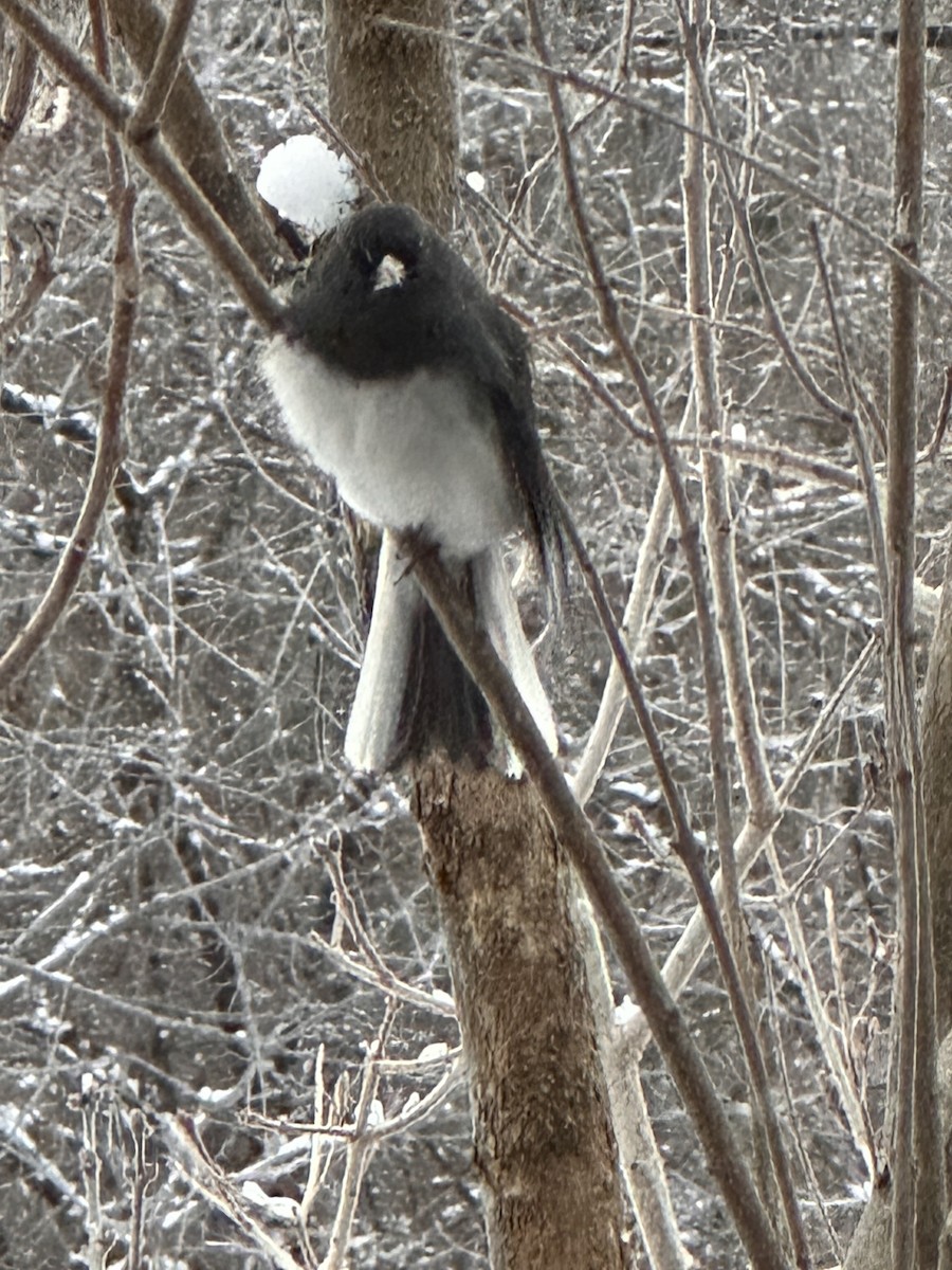 Dark-eyed Junco - ML628082514