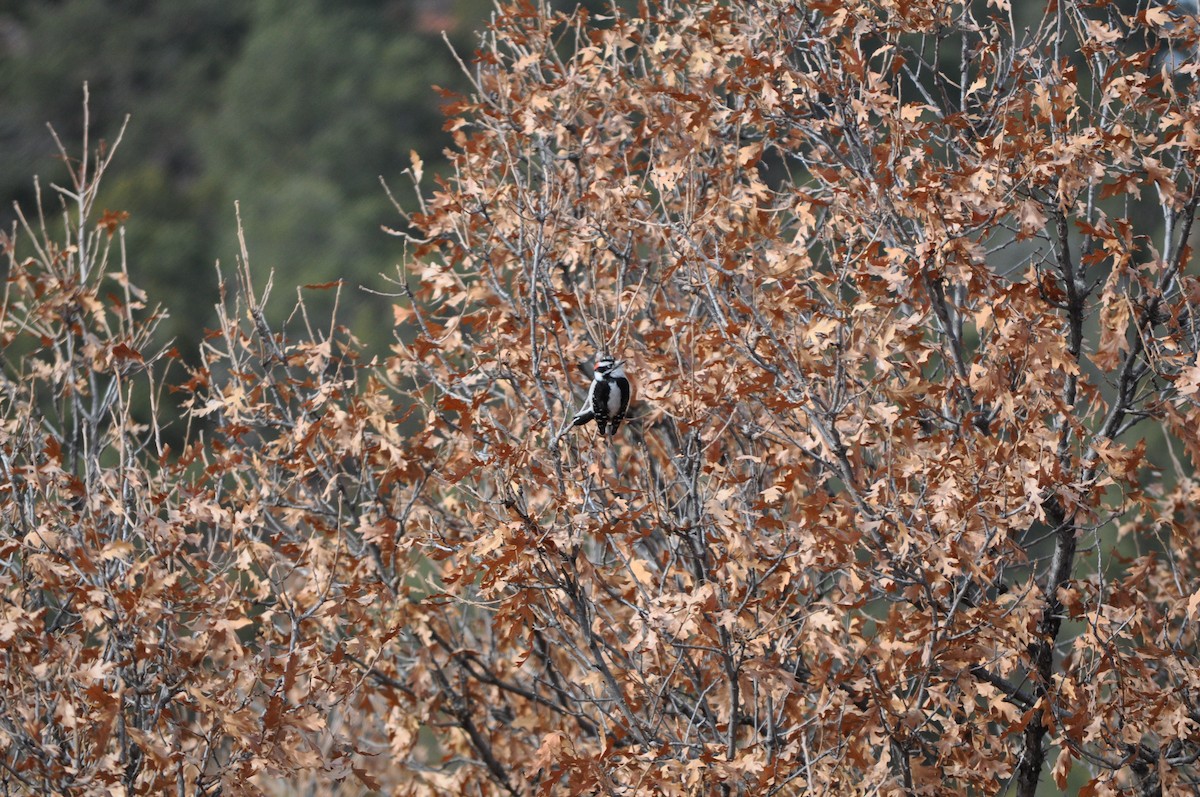 Downy Woodpecker - ML628082537