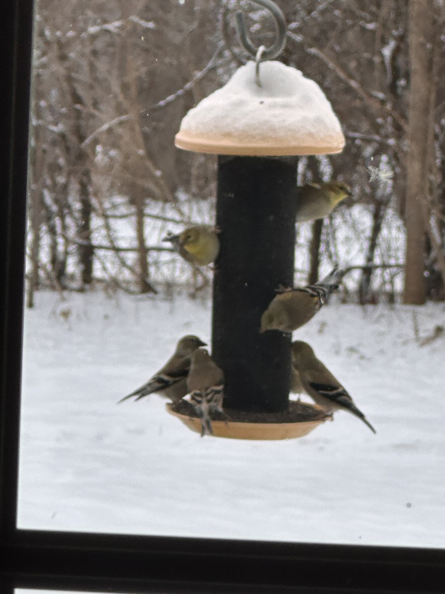 American Goldfinch - ML628082555