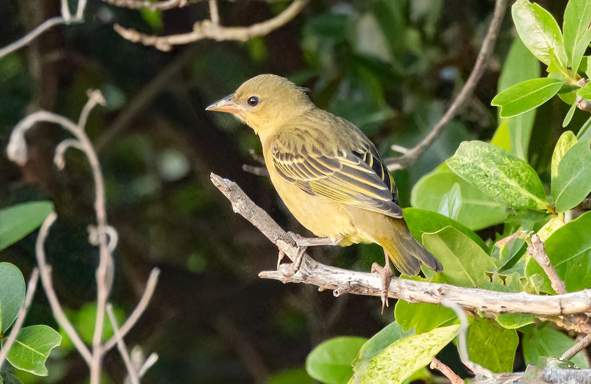 Cape Weaver - ML628082564