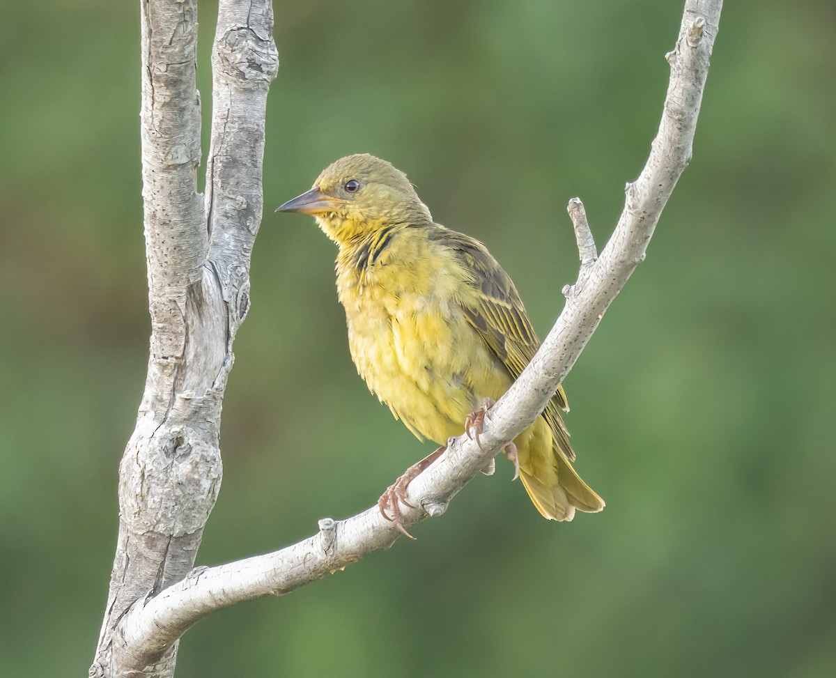 Cape Weaver - ML628082568