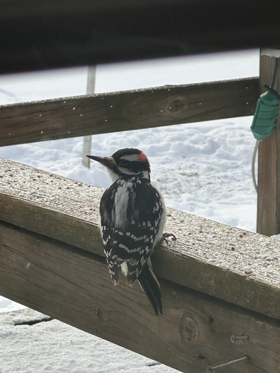 Hairy Woodpecker - ML628082636