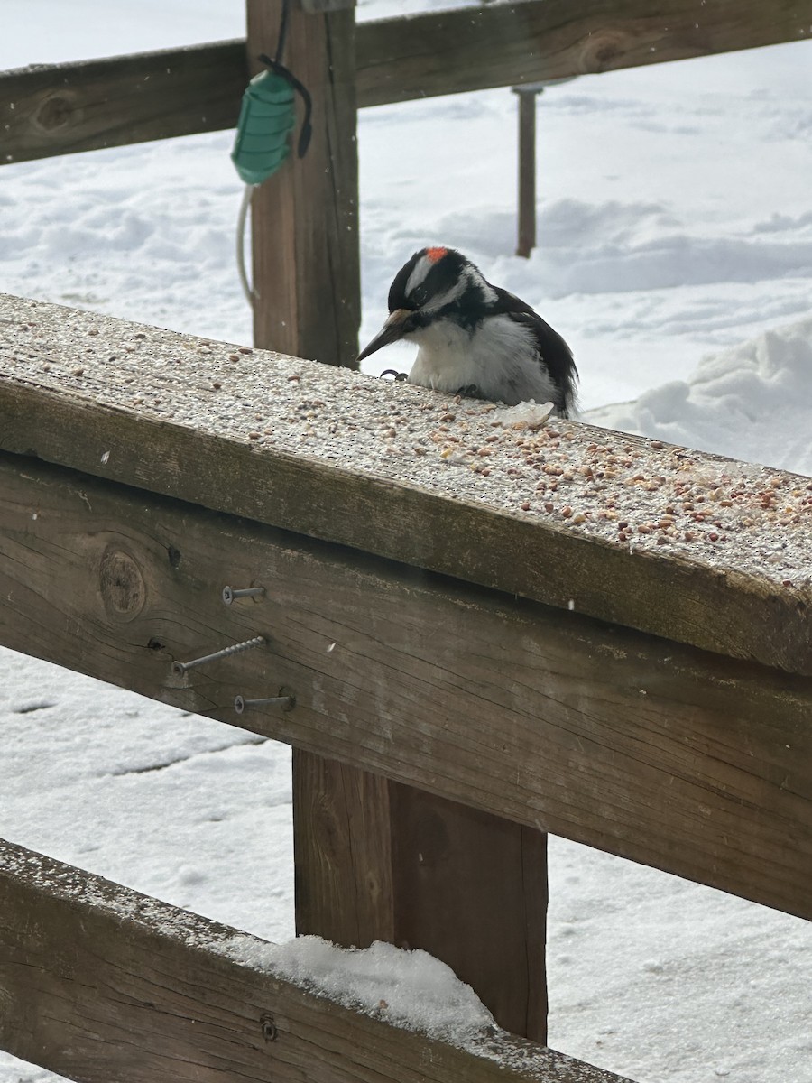 Hairy Woodpecker - ML628082637