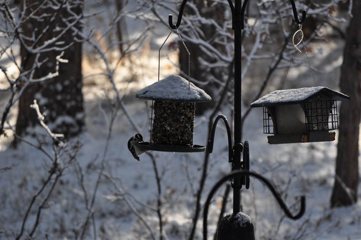 Downy Woodpecker - ML628082644