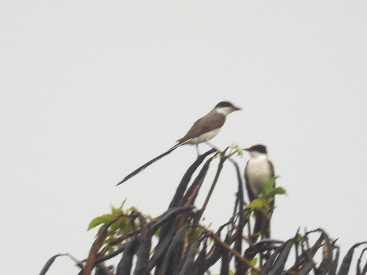 Fork-tailed Flycatcher - ML628082770