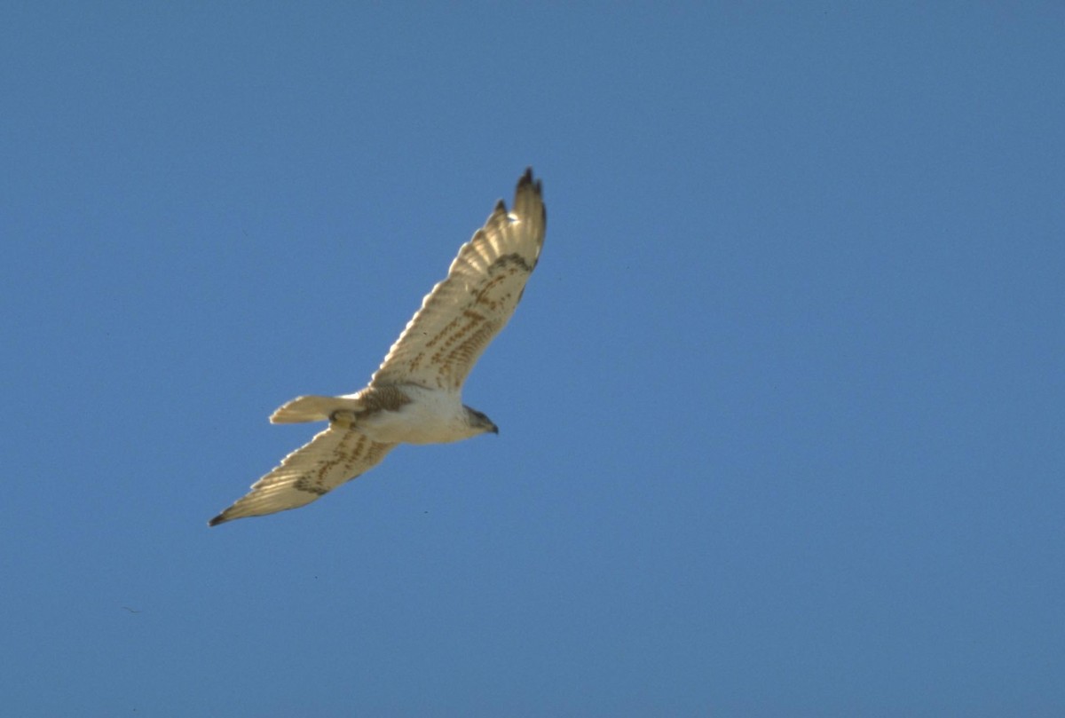 Ferruginous Hawk - ML628082777