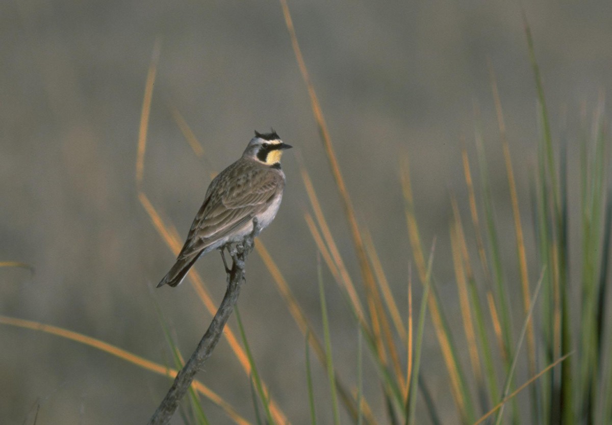 Horned Lark - ML628082788