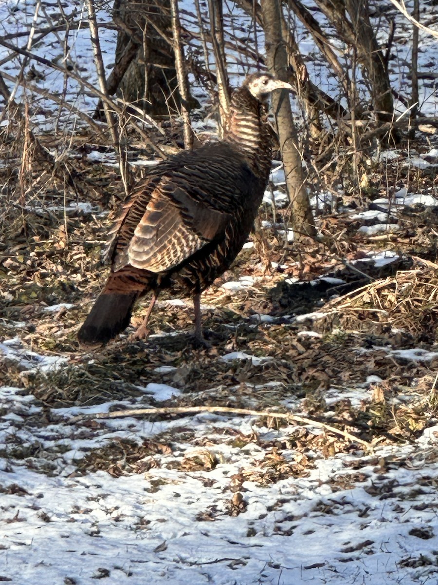 Guajolote Gallipavo - ML628082822