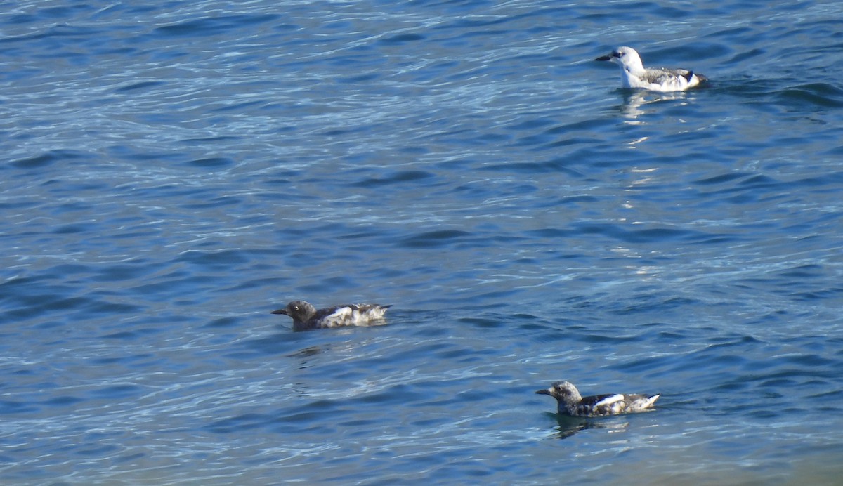 Black Guillemot - ML628082832