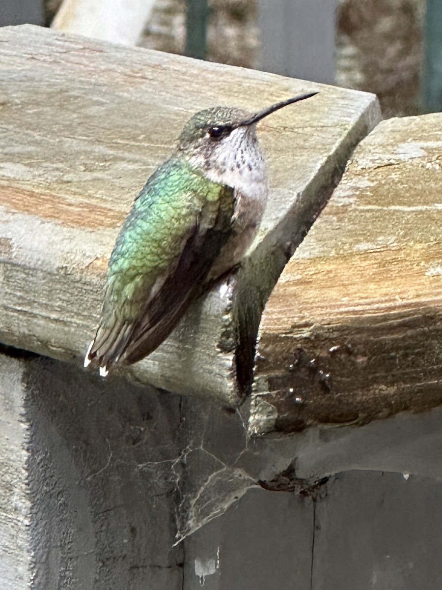 Colibrí Gorjirrubí - ML628082889