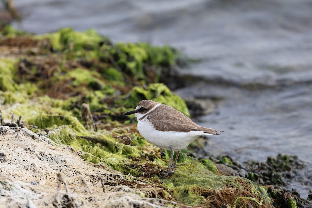 Kentish Plover - ML628082951