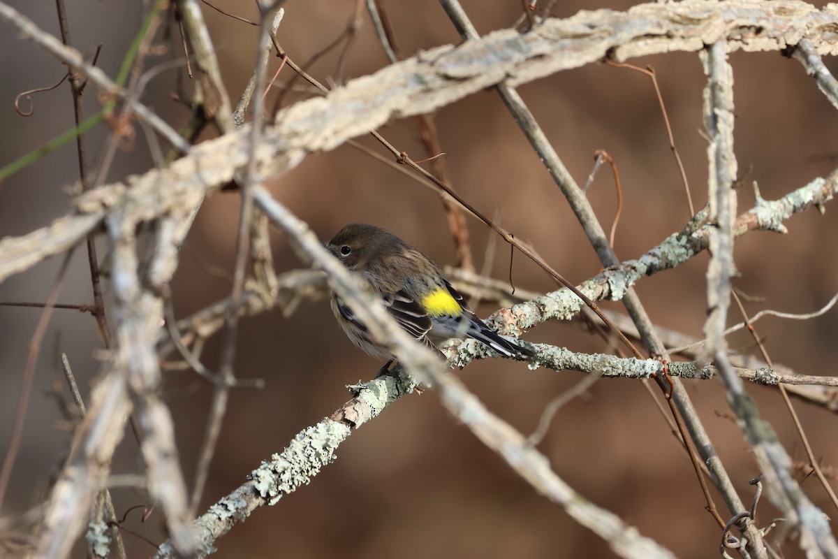 Yellow-rumped Warbler - ML628083004