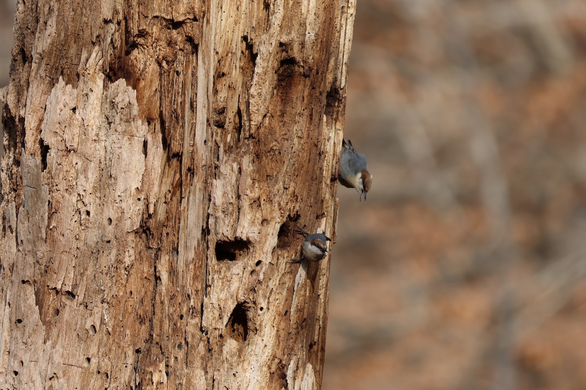 Brown-headed Nuthatch - ML628083010