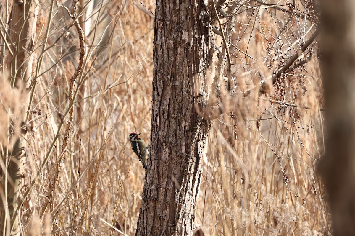 Yellow-bellied Sapsucker - ML628083017