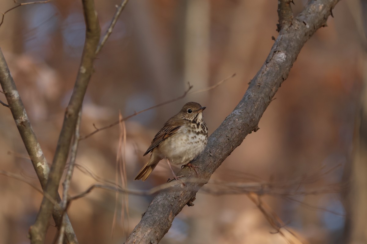 Hermit Thrush - ML628083036
