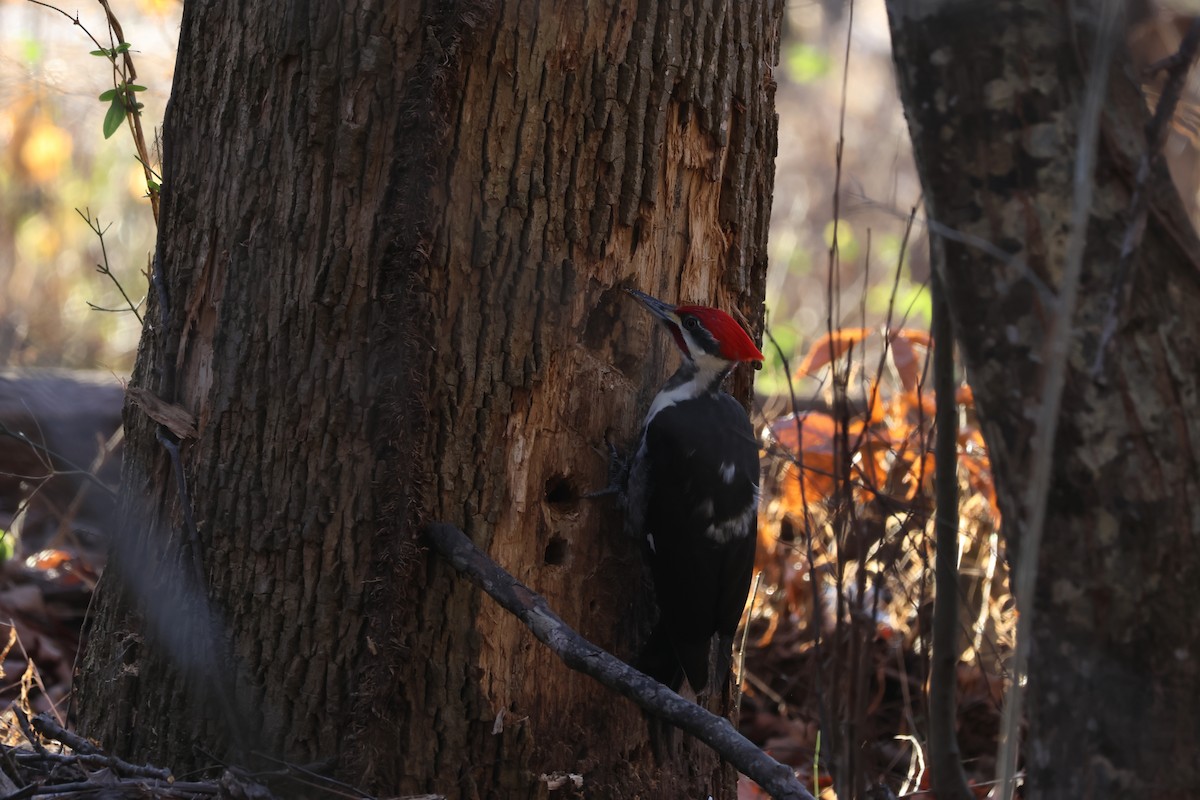 Pileated Woodpecker - ML628083037