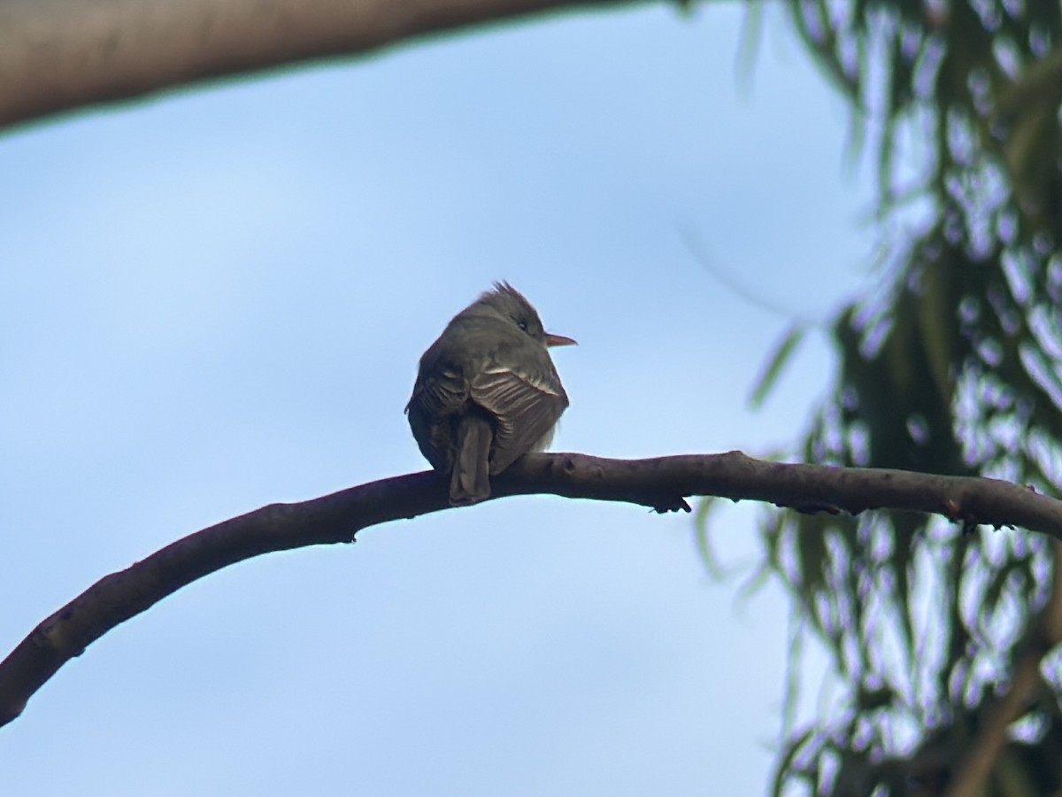 Greater Pewee - ML628083077