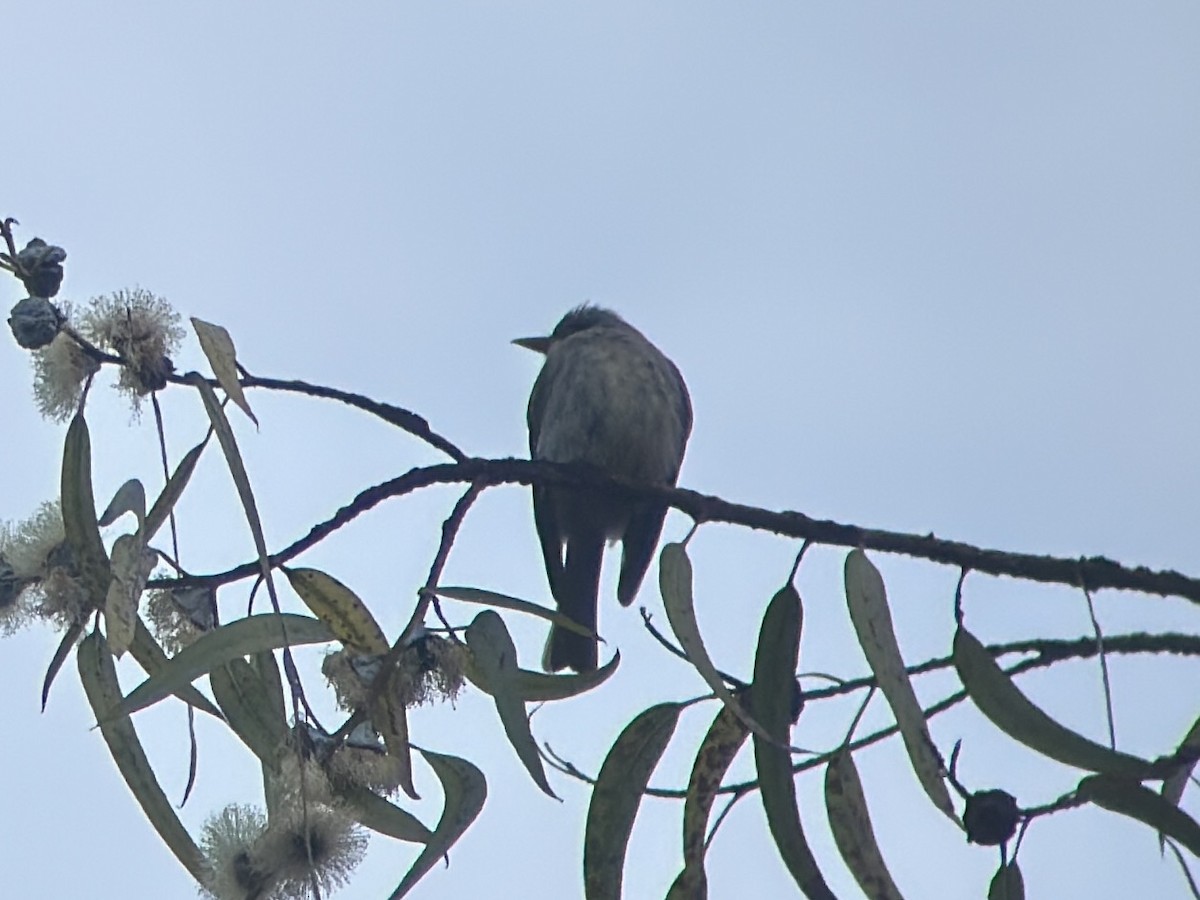 Greater Pewee - ML628083078
