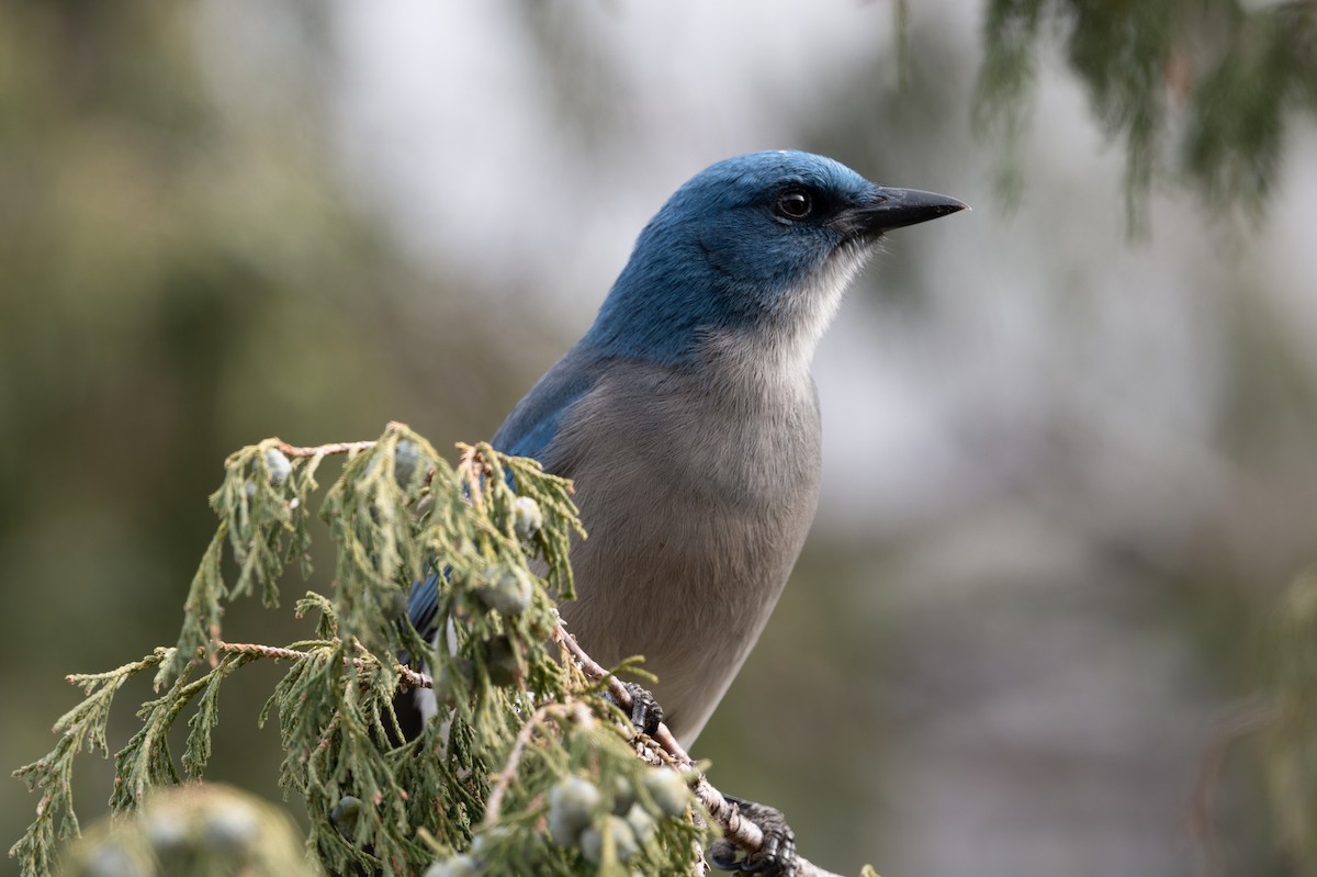 Mexican Jay - ML628083094