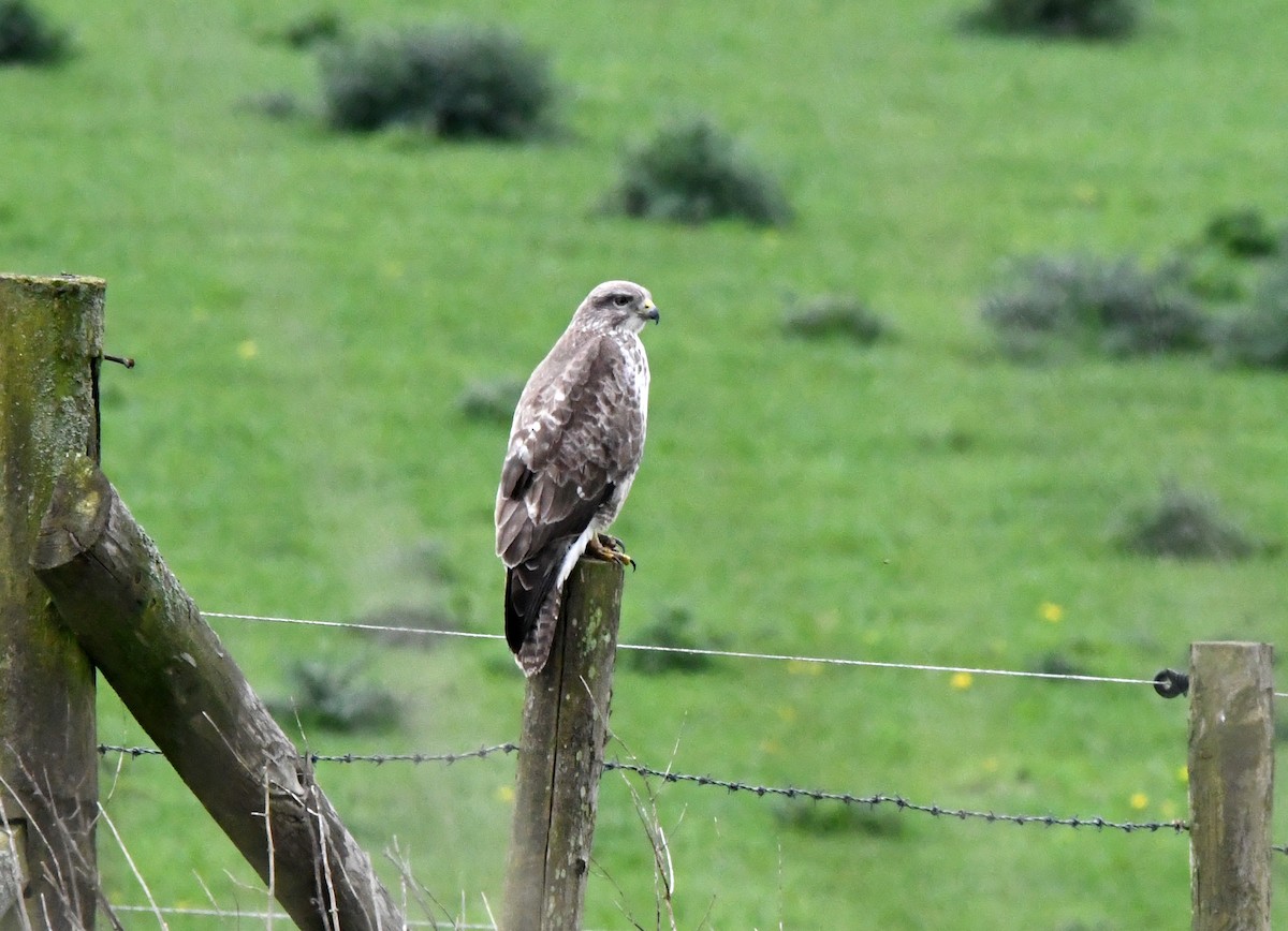 Common Buzzard (Western) - ML628083118