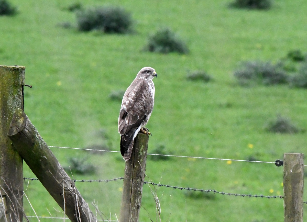 Канюк (buteo) - ML628083118