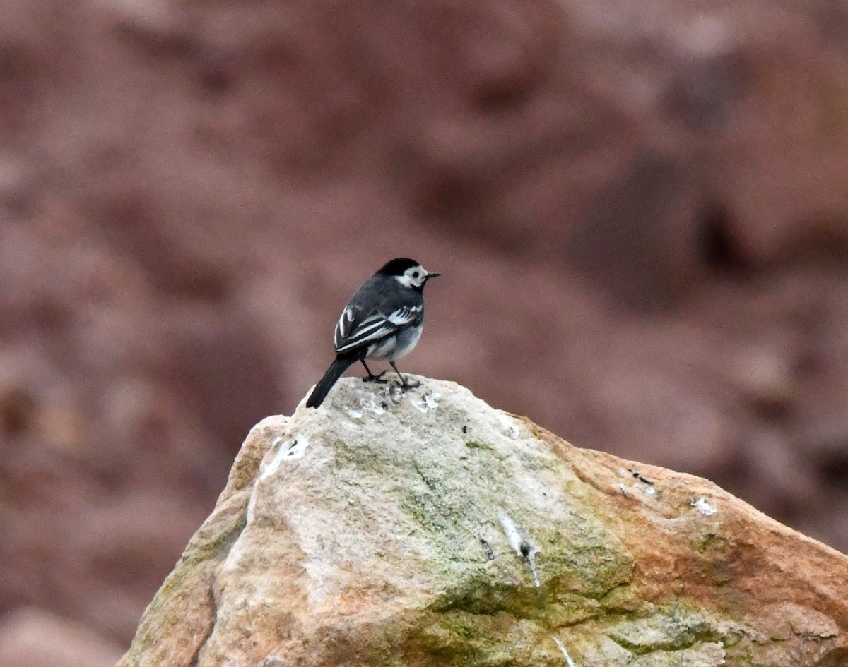 White Wagtail (British) - ML628083131