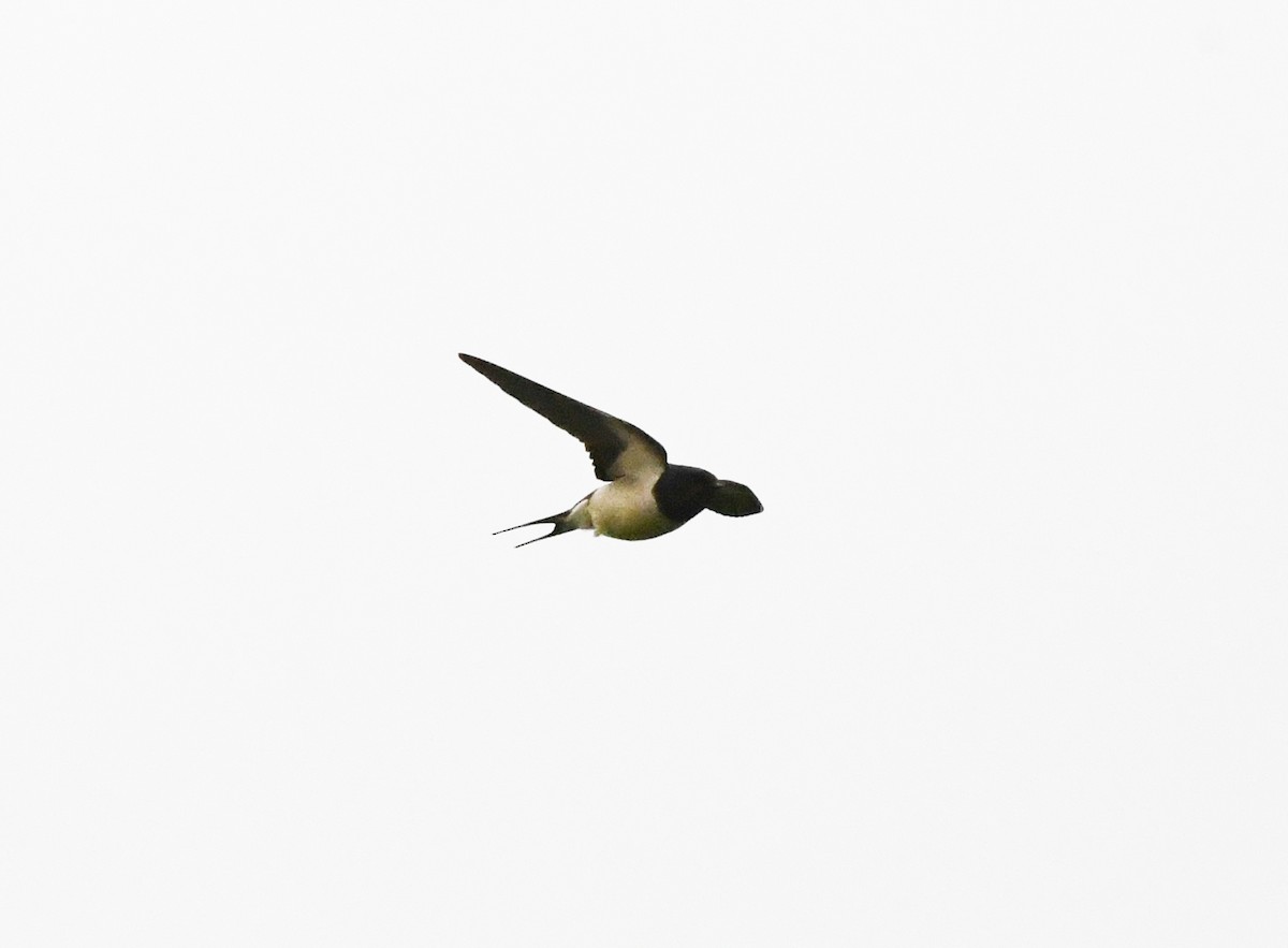 Barn Swallow (White-bellied) - ML628083152