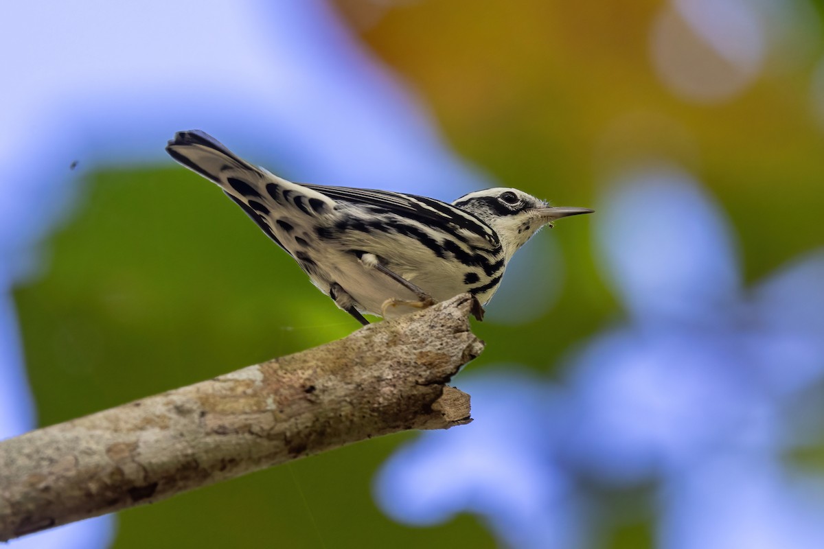 Black-and-white Warbler - ML628083162