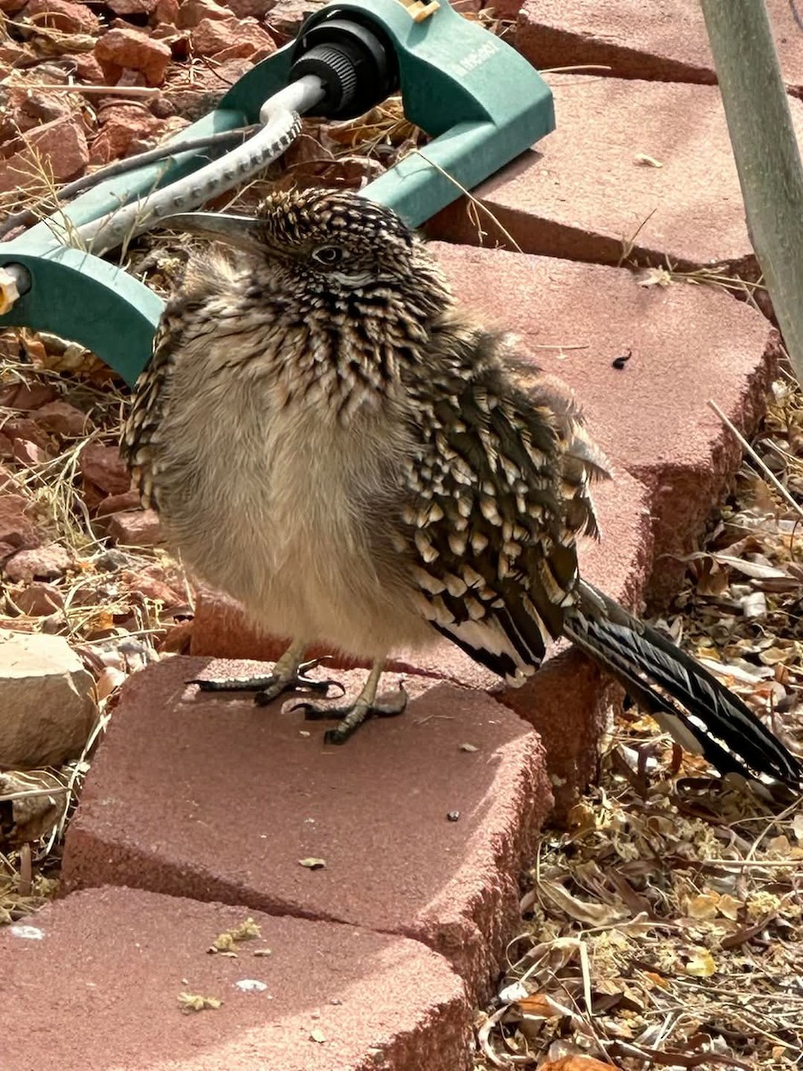 Greater Roadrunner - ML628083184