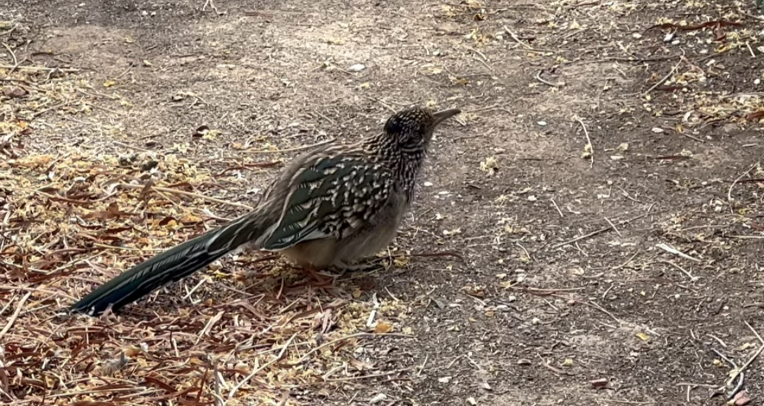 Greater Roadrunner - ML628083185