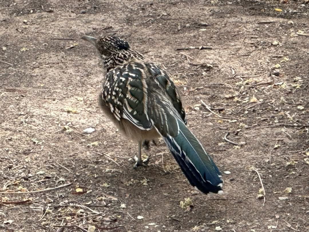 Greater Roadrunner - ML628083186