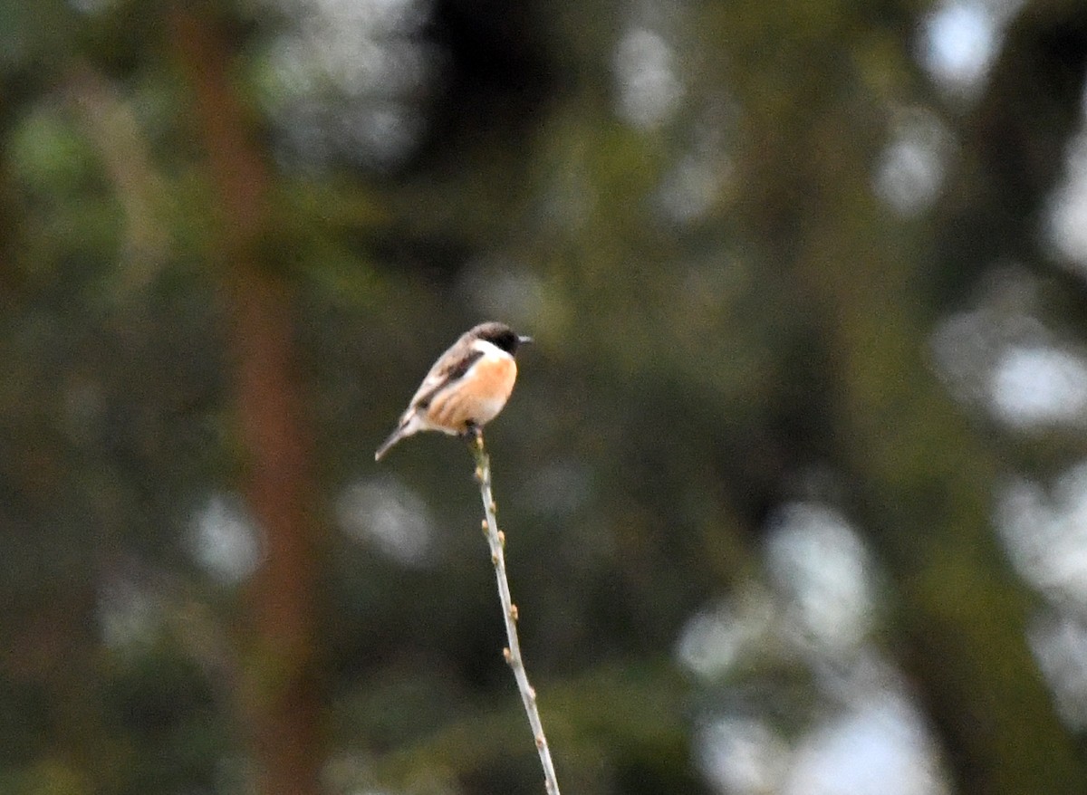 European Stonechat - ML628083190
