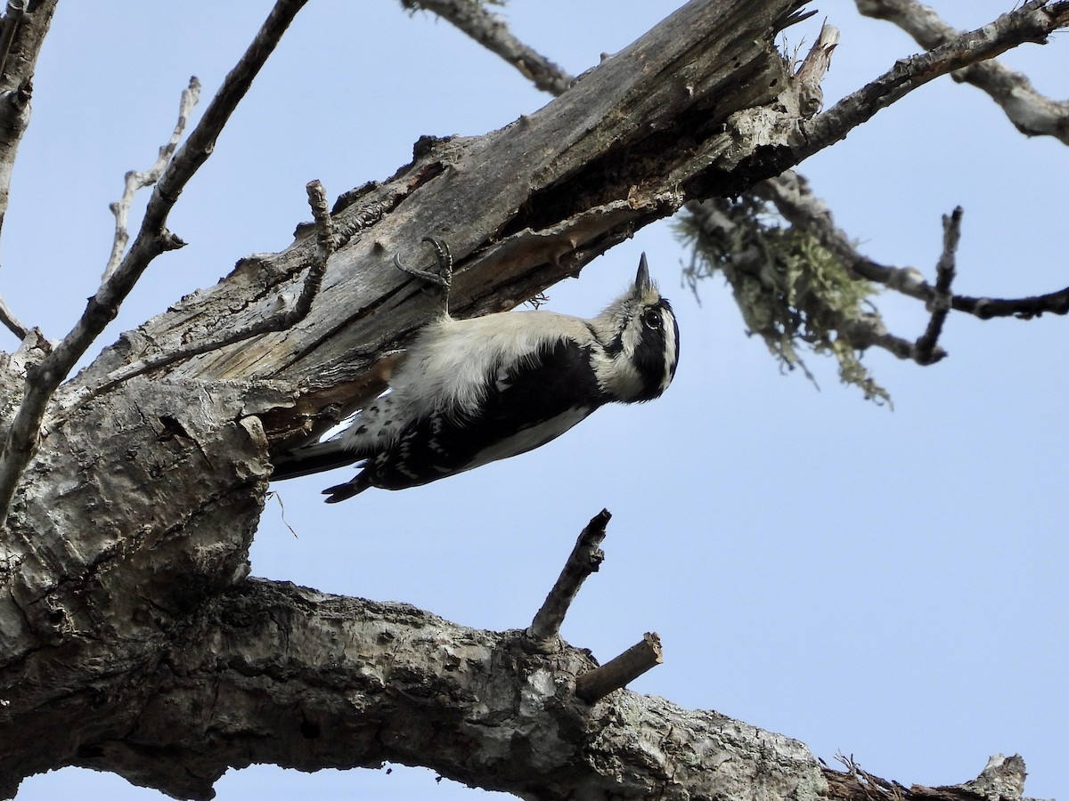 Downy Woodpecker - ML628083213