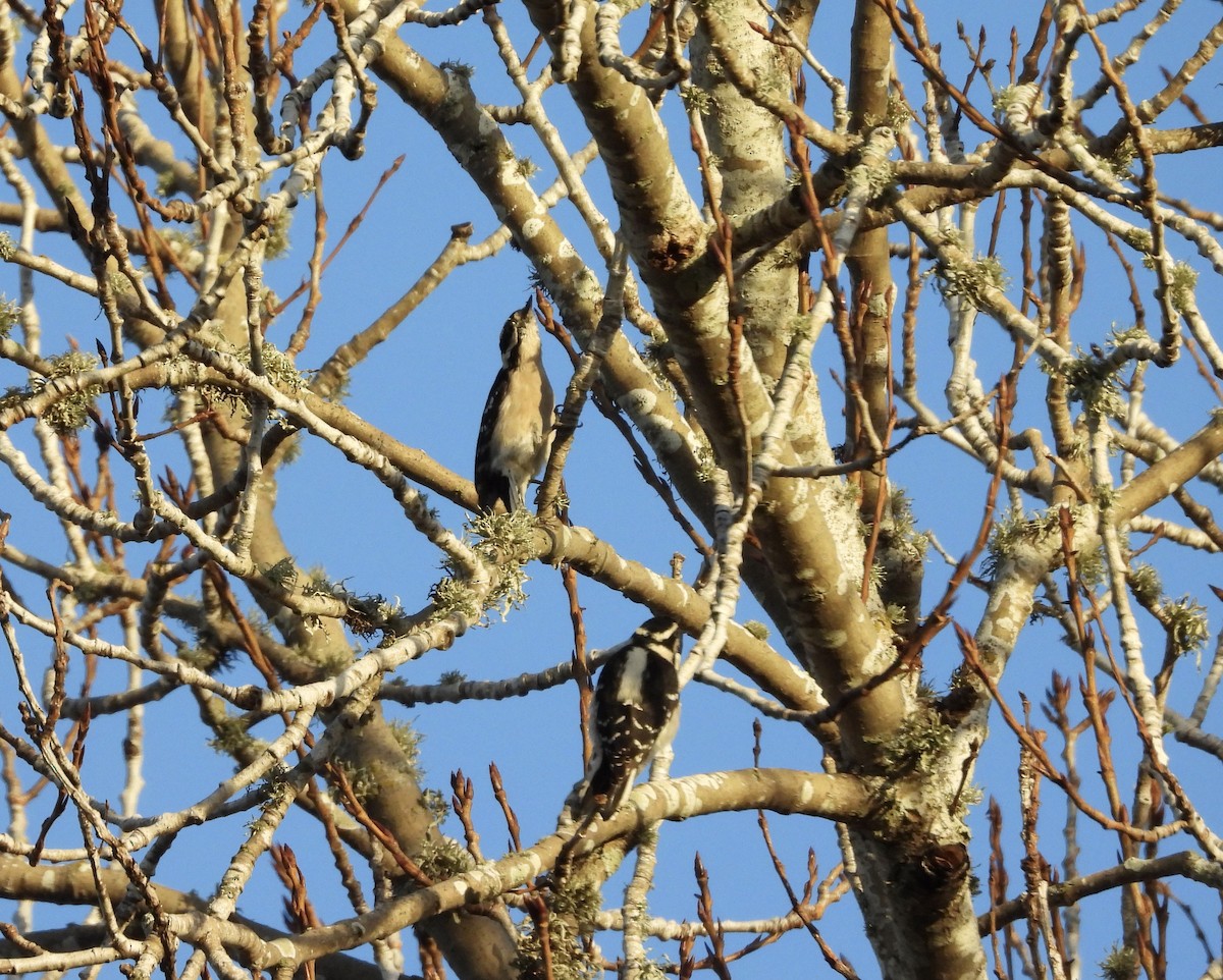 Downy Woodpecker - ML628083214