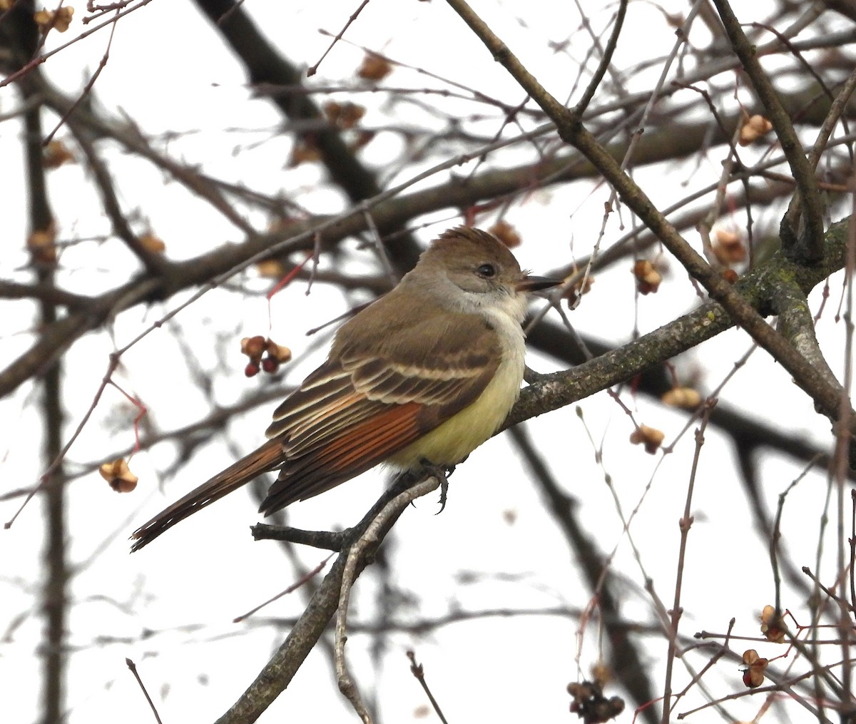 Ash-throated Flycatcher - ML628083256