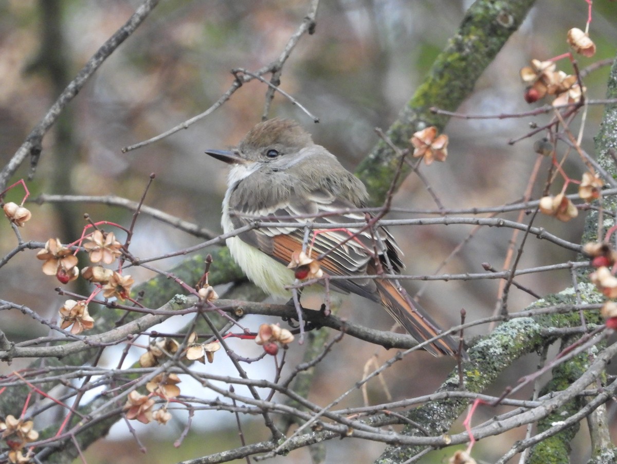 Ash-throated Flycatcher - ML628083260