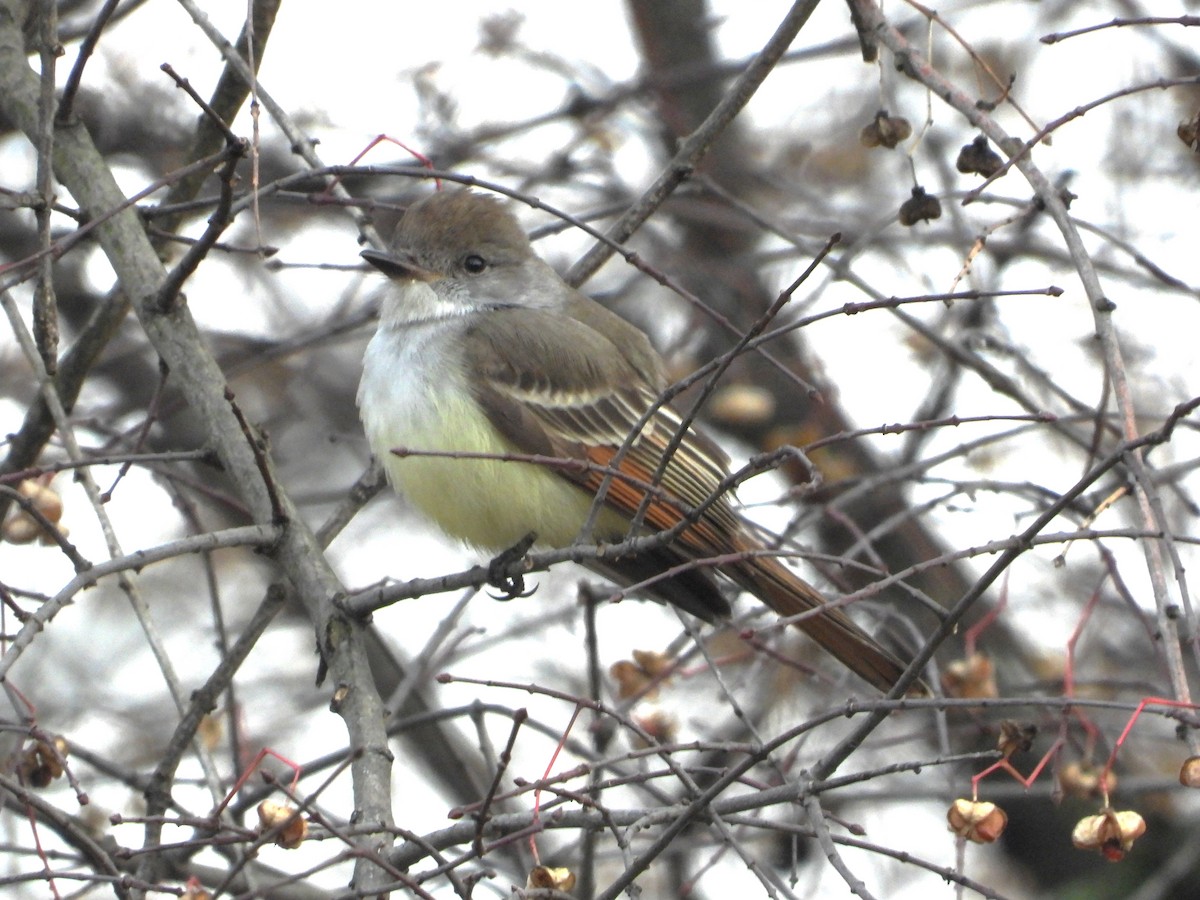 Ash-throated Flycatcher - ML628083265