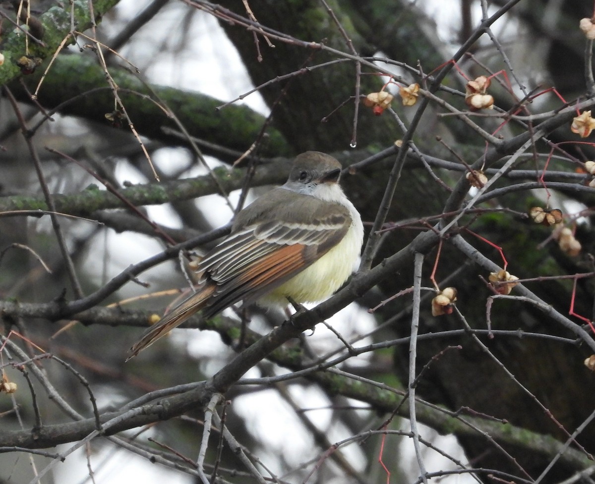 Ash-throated Flycatcher - ML628083283